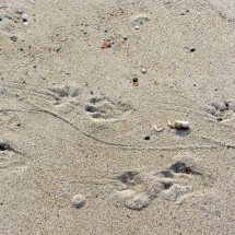 Footprints of a Cayman on the beach East of Cañaveral